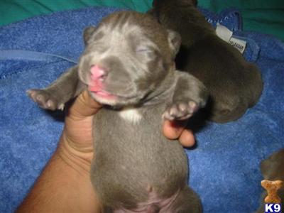 American Staffordshire Terrier Puppies for Sale