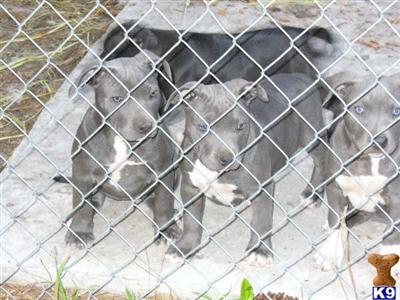 Puppies in NY