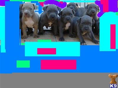 Puppies for Sale