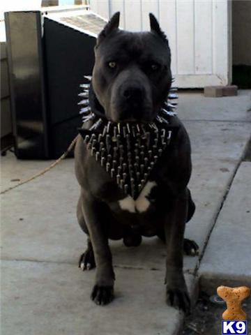 American Staffordshire Terrier Puppies for Sale