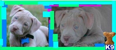 American Staffordshire Terrier Puppies for Sale
