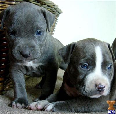 American Staffordshire Terrier Puppies for Sale