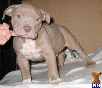Puppies in NY