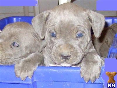 Puppies for Sale