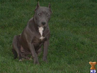 Stud Dogs - American Pit Bull