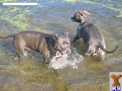 Stud Dogs - American Pit Bull