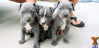 Stud Dogs - American Pit Bull