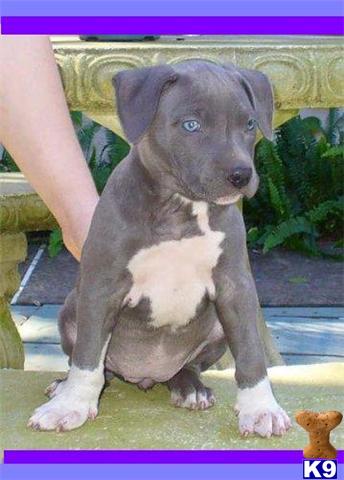 Dogs - American Staffordshire Terrier