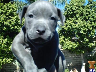 Puppies in NY