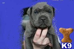 Puppies in NY
