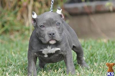 American Staffordshire Terrier Puppies