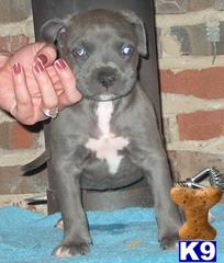 American Staffordshire Terrier Puppies