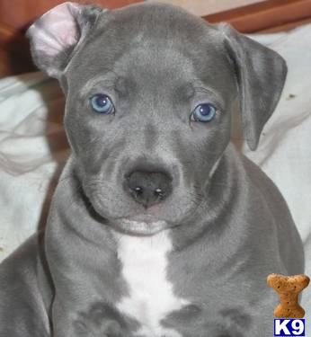 American Staffordshire Terrier Puppies