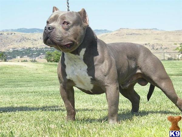 Dogs - American Staffordshire Terrier