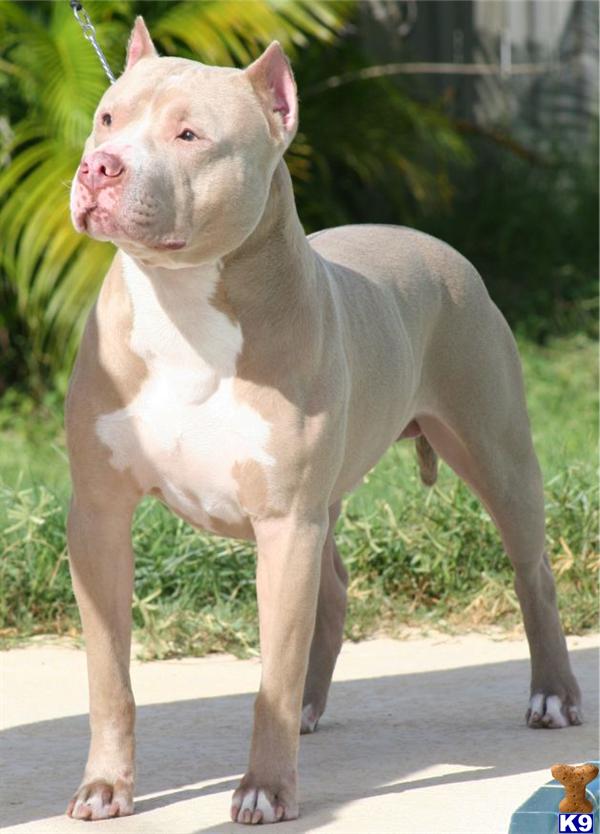 Stud Dogs - American Staffordshire Terrier