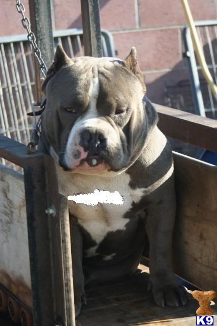 Stud Dogs - American Pit Bull