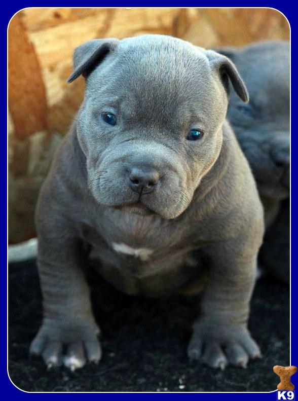 Puppies for Sale