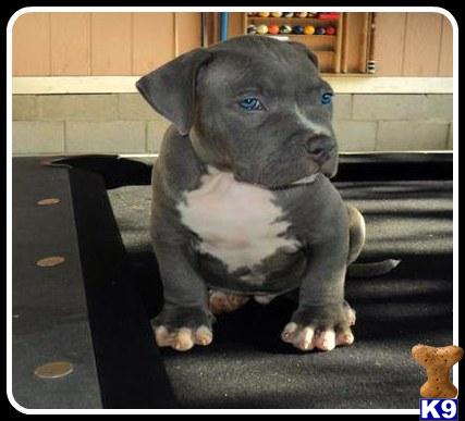 Puppies for Sale