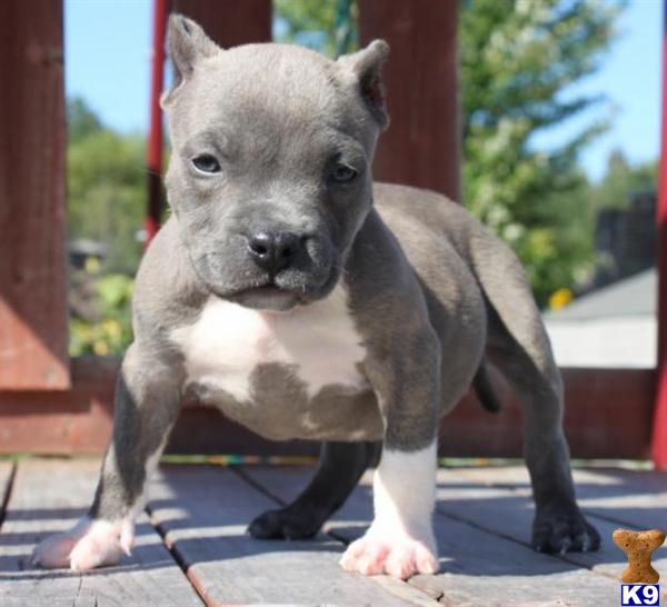 American Staffordshire Terrier Puppies