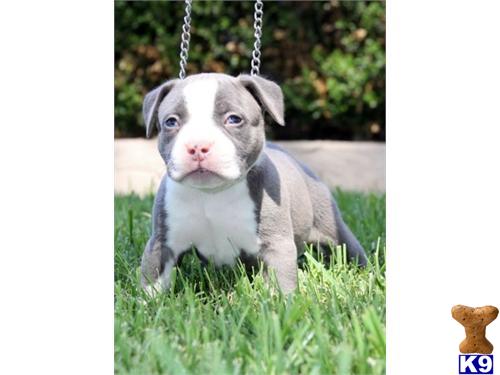 American Staffordshire Terrier Puppies