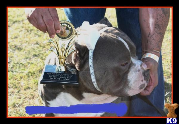 American Staffordshire Terrier Puppies