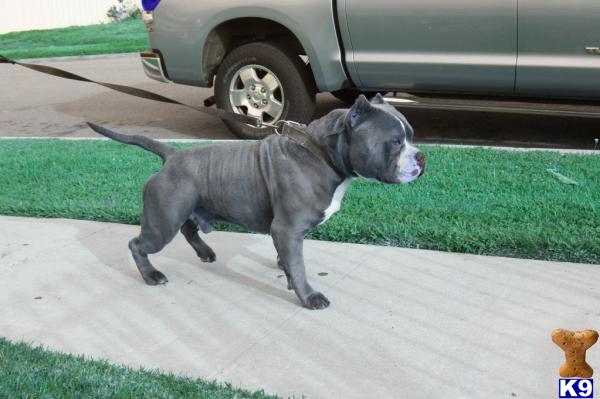 American Staffordshire Terrier Puppies