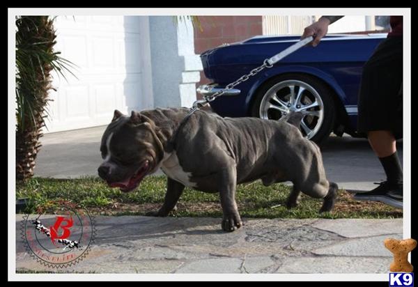 American Staffordshire Terrier Puppies