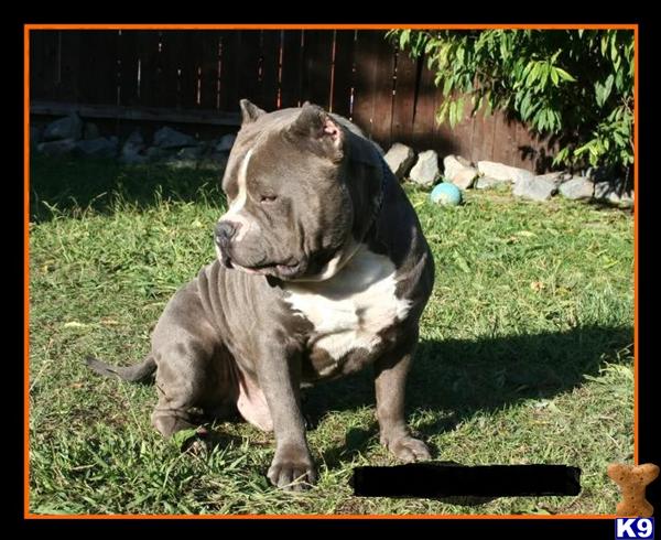 Dogs - American Pit Bull