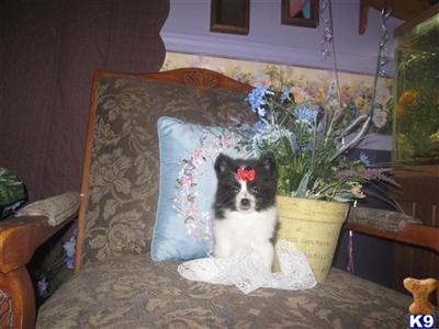 Puppies in NE