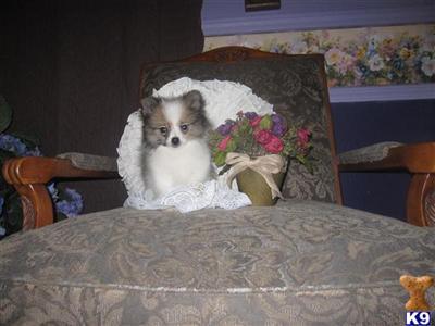 Pomeranian Puppies for Sale