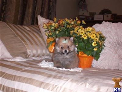 Pomeranian Puppies for Sale