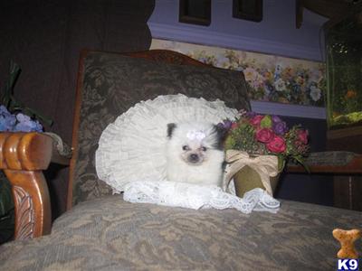 Puppies in NE