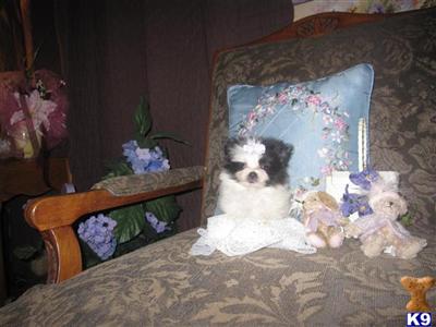 Puppies in NE