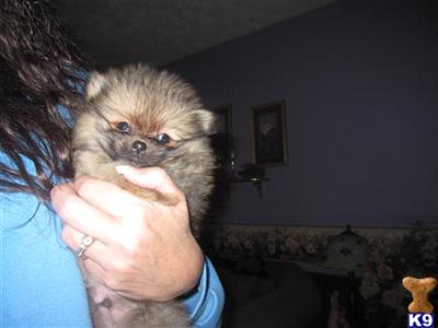 Puppies in NE