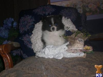 Puppies in NE
