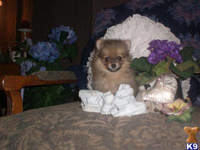 Puppies in NE
