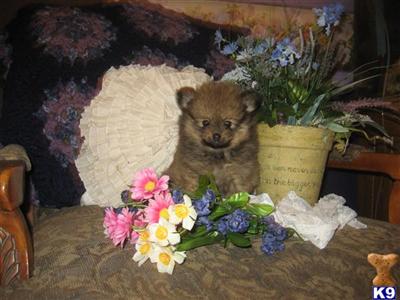 Puppies in NE
