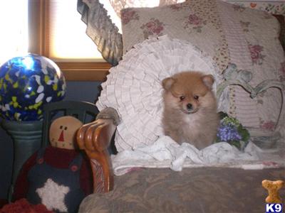 Puppies in NE