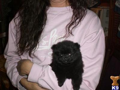 Puppies in NE