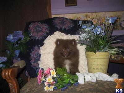 Puppies in NE