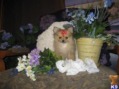 Pomeranian Puppies for Sale