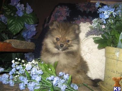 Puppies in NE