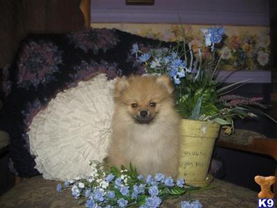 Puppies in NE
