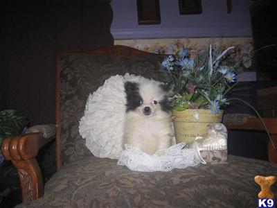 Puppies in NE