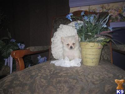 Puppies in NE