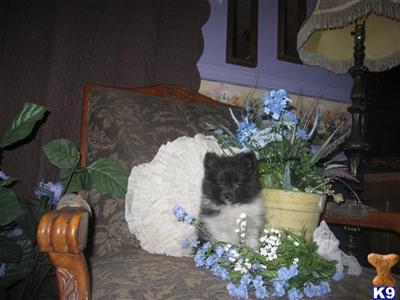 Pomeranian Puppies for Sale