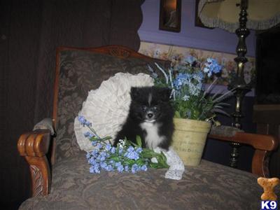 Pomeranian Puppies for Sale