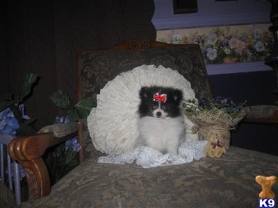 Pomeranian Puppies for Sale