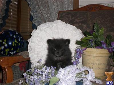 Pomeranian Puppies for Sale