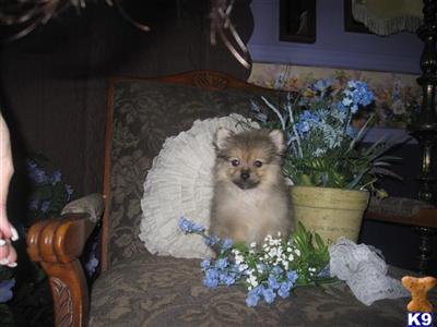 Pomeranian Puppies for Sale
